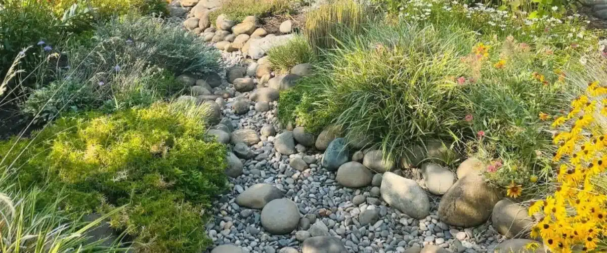 Rain Gardens