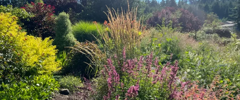 Perennial Meadows For Oregon Backyards